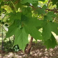 ,,, :: Сергей Тимоновский ,,, :: Сергей Тимоновский