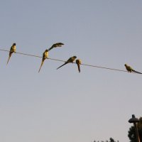 Сходка :: Аркадий Басович