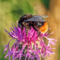 Шмель. Макро :: Владимир Колесников Шмель. Макро :: Владимир Колесников