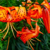 Лилия кудрявая-Саранка :: Aida10 