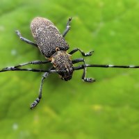 А ну-ка, прочь с дороги, слоны и носороги! :: Hope 