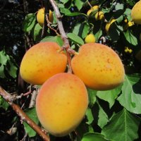 один чудесный день :: Елена Шаламова