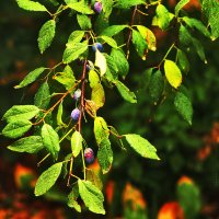 Сливы :: Юрий Гайворонскiий Сливы :: Юрий Гайворонскiий