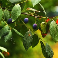 В дождь :: Юрий Гайворонскiий