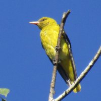 Иволга :: Galaelina *** Иволга :: Galaelina ***