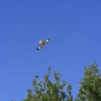 Коршун :: Ольга 