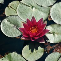 Картинки лета :: Леонид Иванчук Картинки лета :: Леонид Иванчук