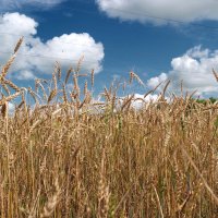 Меж высоких хлебов... :: Андрей Заломленков