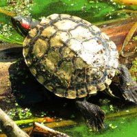 Выбралась погреться :: Андрей Снегерёв Выбралась погреться :: Андрей Снегерёв