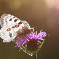 Аполлон :: Лилия .