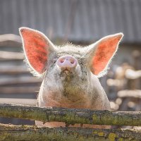 Хрюша :: Alex Bush