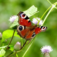 из вчерашней съемки 4 :: Александр Прокудин из вчерашней съемки 4 :: Александр Прокудин