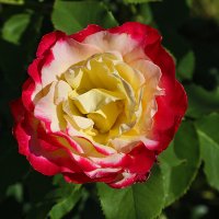 Роза чайно-гибридная дабл делайт :: Светлана 