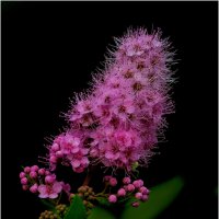 Спирея :: Валентин Котляров