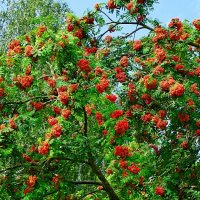 Урожай рябины. :: Милешкин Владимир Алексеевич 