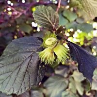 Созревают орешки :: Veera V