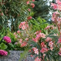 цветущий город :: Галина R... цветущий город :: Галина R...