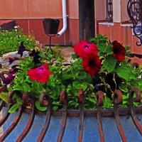 Июль...Цветочно-архитектурный этюд! :: Владимир 