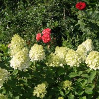 Цветет гортензия. :: сергей ермошкин Цветет гортензия. :: сергей ермошкин