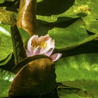 Лилия в ботаничском  саду Н В Багров :: Валентин Семчишин