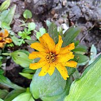 Цветы, :: Владимир Драгунский Цветы, :: Владимир Драгунский