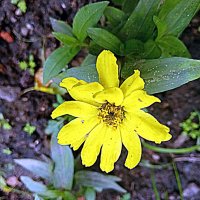 Цветы. :: Владимир Драгунский