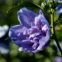 Цветы июля :: Юрий. Шмаков