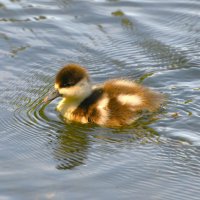 Утёнок огаря :: Константин Анисимов