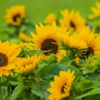 Солнечное настроение. :: Sergey (Apg)