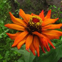 Растрёпка :: Людмила Смородинская