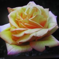 Красавица :: Людмила Смородинская