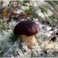 Осенний боровик :: Aleksandr Gal