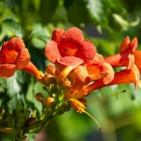 Кампсис :: Игорь Сикорский