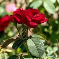 Роза :: Игорь Сикорский