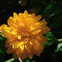 Ах, июнь ! :: Елена Шаламова