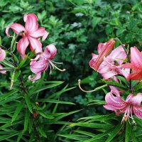 Лилия :: Рита Симонова