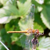 Короткая передышка.. :: Андрей Заломленков
