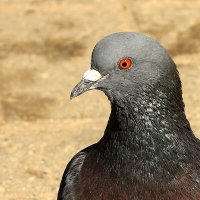 Взгляд... :: Юрий Моченов