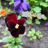 ,,, :: Сергей Тимоновский