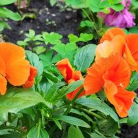 ,,, :: Сергей Тимоновский