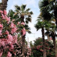 СОЧИ СЕГОДНЯ :: Tata Wolf