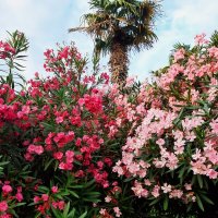 СОЧИ СЕГОДНЯ :: Tata Wolf