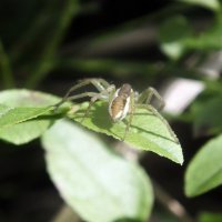 * :: Зоя Мишина