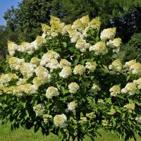 Куст гортензии (В ботаническом саду МГУ) :: Светлана 