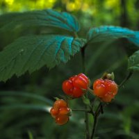 ***** :: юрий поляков ***** :: юрий поляков