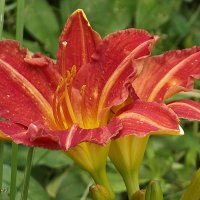 Лилейники :: Freddy 97