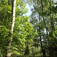 Прогулка в лесу... :: Freddy 97