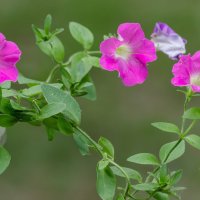 *** :: Виктор Иванович Чернюк