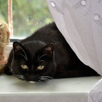 Сидит кошка на окошке. :: Михаил Столяров