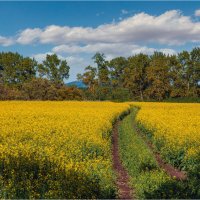 *** :: Алексей Мезенцев